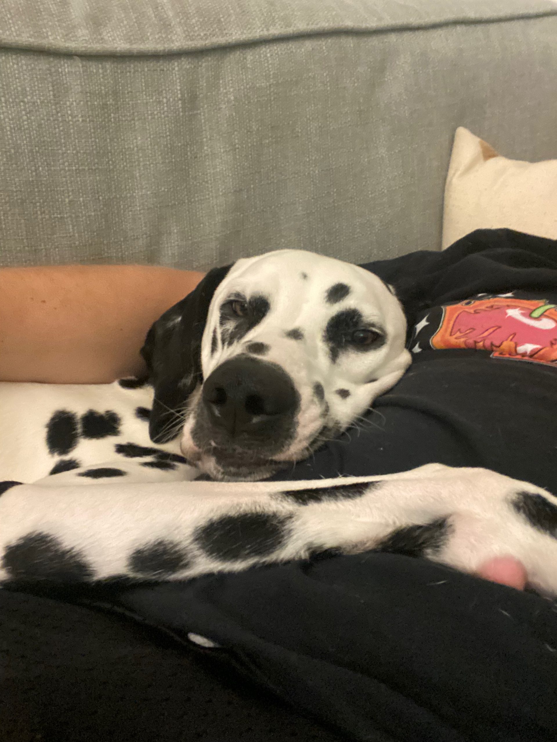 Dalmatian cuddling owner on a sofa
