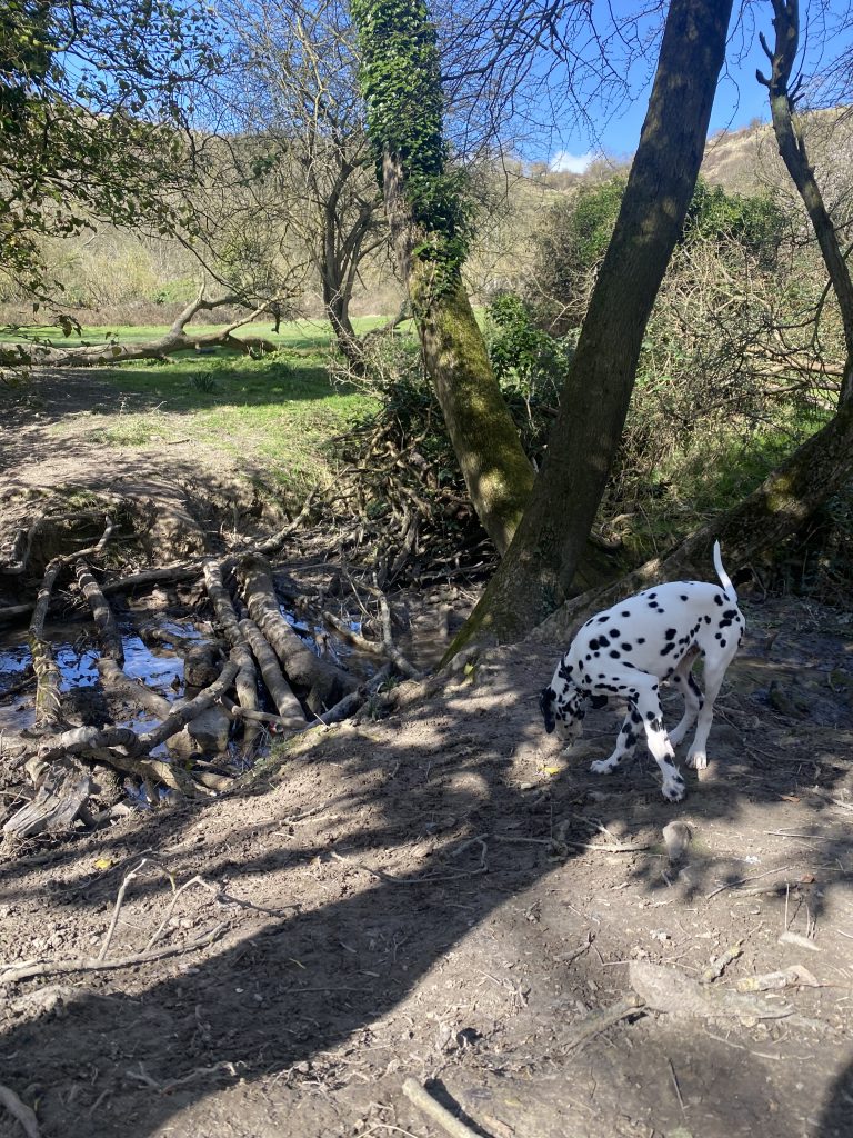 Dalmatian exercising near a river