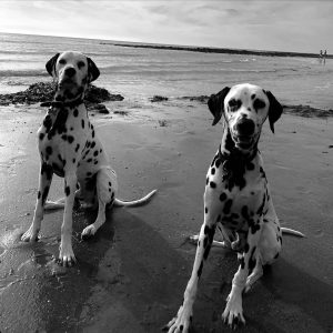 Two Dalmatians on a beach